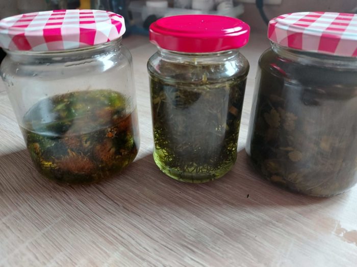 Löwenzahn Salbe – Bild 3