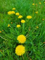 Löwenzahn Salbe – Bild 2