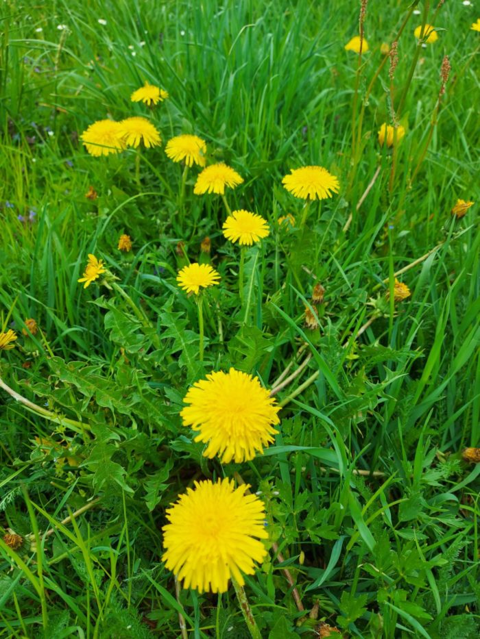 Löwenzahn Salbe – Bild 2