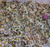 Gänseblümchen