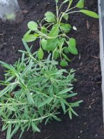 Winter- FIT- Balsam Erwachsene – Bild 4
