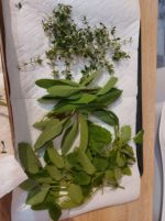 Winter- FIT- Balsam Erwachsene – Bild 5