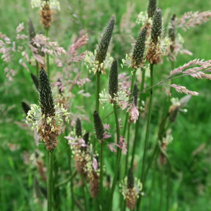 Spitzwegerich Salbe
