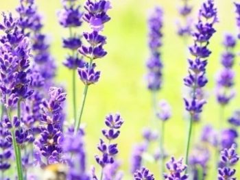 Lavendel