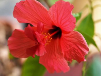Hibiskusblüten